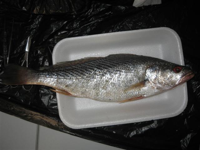 Pseudotolithus senegallus (Cuvier, 1830)
